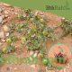 بذور عشبة السعدان Neurada procumbens