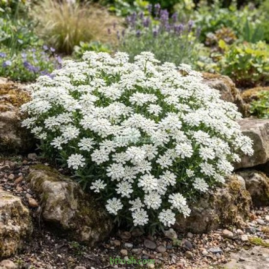 بذور زهور الايبرس Iberis sempervirens