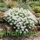 بذور زهور الايبرس Iberis sempervirens