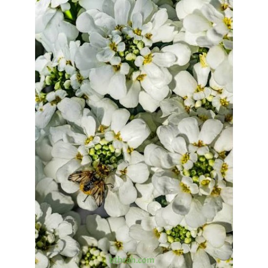 بذور زهور الايبرس Iberis sempervirens