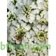 بذور زهور الايبرس Iberis sempervirens