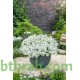 بذور زهور الايبرس Iberis sempervirens