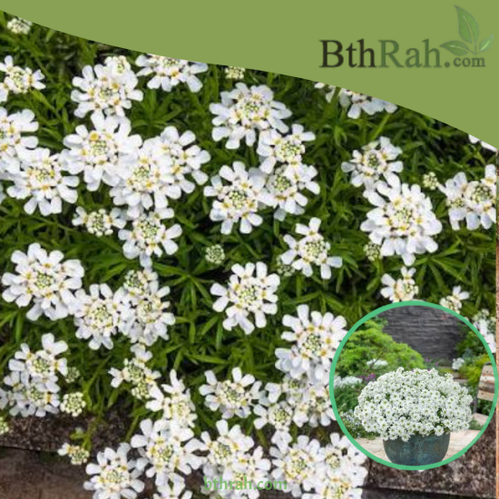 بذور زهور الايبرس Iberis sempervirens