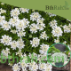 بذور زهور الايبرس Iberis sempervirens