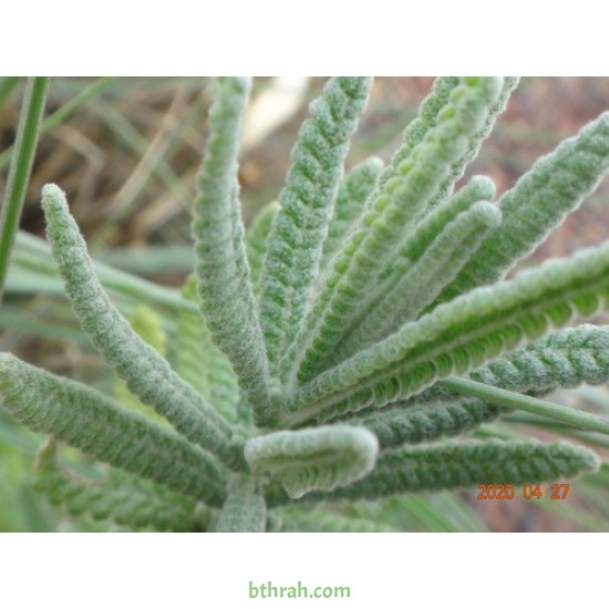 بذور نبات الضرم Lavandula dentata