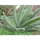 بذور نبات الضرم Lavandula dentata