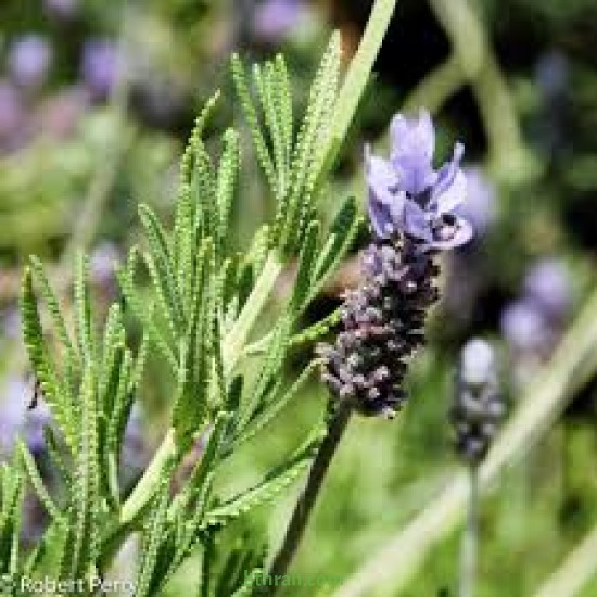 بذور نبات الضرم Lavandula dentata