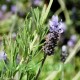 بذور نبات الضرم Lavandula dentata