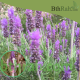 بذور نبات الضرم Lavandula dentata
