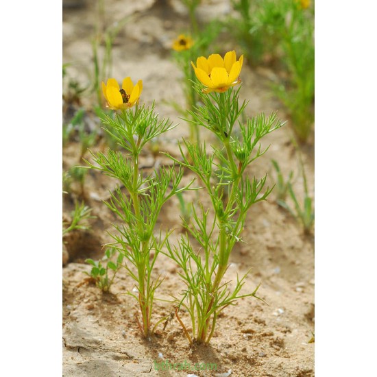 بذور زهور أدونيس Adonis dentata