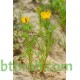 بذور زهور أدونيس Adonis dentata