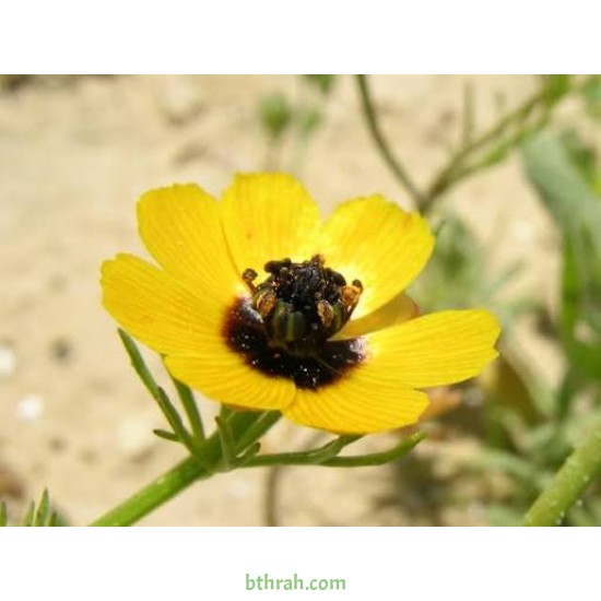 بذور زهور أدونيس Adonis dentata