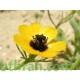 بذور زهور أدونيس Adonis dentata
