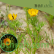 بذور زهور أدونيس Adonis dentata