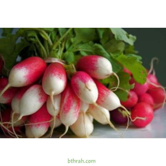 بذور الفجل لب ابيض - White Radish بذور الفجل لب ابيض - White Radish