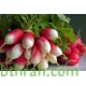 بذور الفجل لب ابيض - White Radish بذور الفجل لب ابيض - White Radish