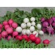 بذور الفجل لب ابيض - White Radish بذور الفجل لب ابيض - White Radish