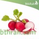 بذور الفجل لب ابيض - White Radish بذور الفجل لب ابيض - White Radish