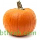 بذور القرع (Cucurbita pepo) بذور القرع (Cucurbita pepo)