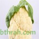 بذور القرنبيط(Cauliflower) بذور القرنبيط(Cauliflower)