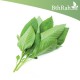 بذور الملوخية (Corchorus olitorius) بذور الملوخية (Corchorus olitorius)