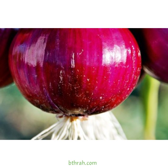 بذور بصل احمر (Allium cepa) بذور بصل احمر (Allium cepa)