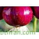 بذور بصل احمر (Allium cepa)