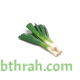 بذور البصل الأخضر - Allium cepa بذور البصل الأخضر - Allium cepa