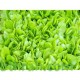 بذور الخس - Lactuca sativa بذور الخس - Lactuca sativa