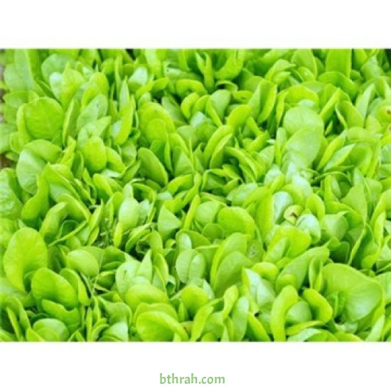 بذور الخس - Lactuca sativa بذور الخس - Lactuca sativa