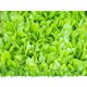 بذور الخس - Lactuca sativa بذور الخس - Lactuca sativa