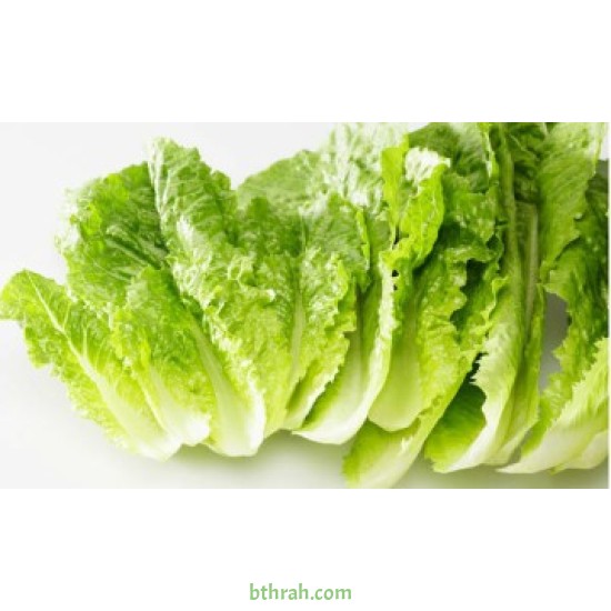 بذور الخس - Lactuca sativa بذور الخس - Lactuca sativa