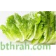 بذور الخس - Lactuca sativa بذور الخس - Lactuca sativa