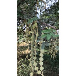 بذور شجرة القرض - Acacia arabica /Acacia nilotica