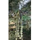 بذور شجرة القرض - Acacia arabica /Acacia nilotica بذور شجرة القرض - Acacia arabica /Acacia nilotica