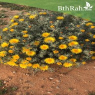 بذور النقد Anvillea platycarpa بذور النقد Anvillea platycarpa