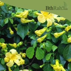 بذور متسلقة مخلب القط- Macfadyena unguis-cati