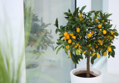 نبات Citrus japonica الكيمكوات وفوائده الصحية والاستخدامات العملية