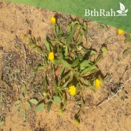 بذور نبات الحنوة Calendula Tripterocarpa بذور نبات الحنوة Calendula Tripterocarpa