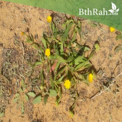 بذور نبات الحنوة Calendula Tripterocarpa