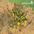 بذور نبات الحنوة Calendula Tripterocarpa