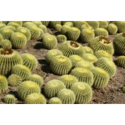 بذور صبار عمة القاضي-Echinocactus grusonii بذور صبار عمة القاضي-Echinocactus grusonii