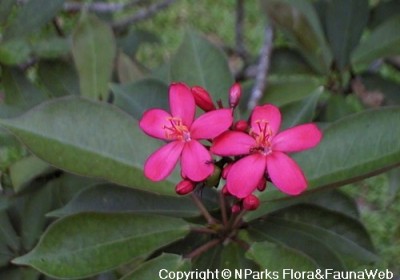 علاقة الفوسفور بالتزهير فى النبات