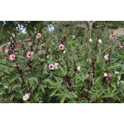 بذور شجيرة الكركديه  “الهيبسكوس” Hibiscus sabdariffa بذور شجيرة الكركديه  “الهيبسكوس” Hibiscus sabdariffa