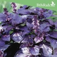 بذور الريحان الليلي ( Albahaca Morada ) بذور الريحان الليلي ( Albahaca Morada )