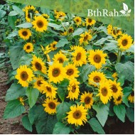 بذور دوار الشمس القزمي-Helianthus pumilus 