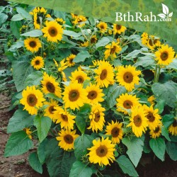 بذور دوار الشمس القزمي-Helianthus pumilus 