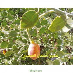 بذور عشبة الشفلّح - Capparis spinosa بذور عشبة الشفلّح - Capparis spinosa