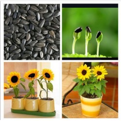 بذور دوار الشمس القزمي-Helianthus pumilus 