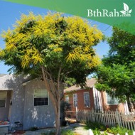 بذور شجرة المطر الذهبية Koelreuteria Paniculata بذور شجرة المطر الذهبية Koelreuteria Paniculata